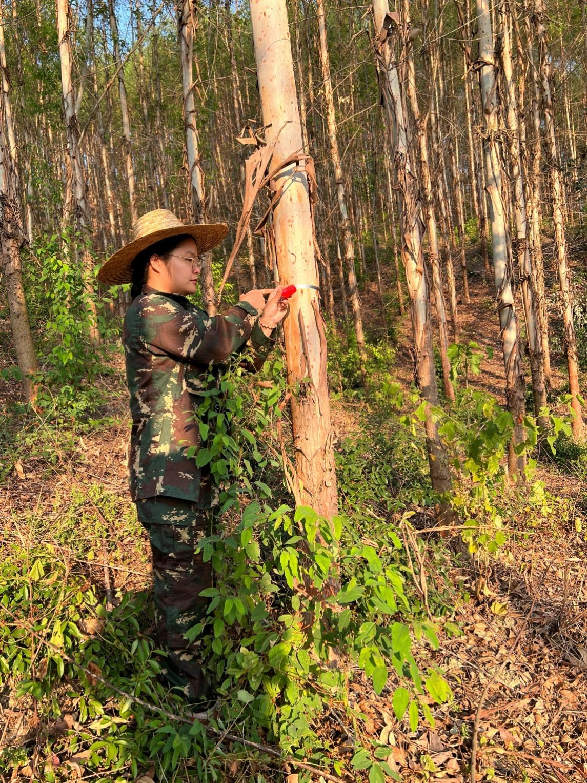穿梭桂粤林海，，，，，，，，踏遍岭岭川川--致敬奋战在林区一线的luck18xinli人