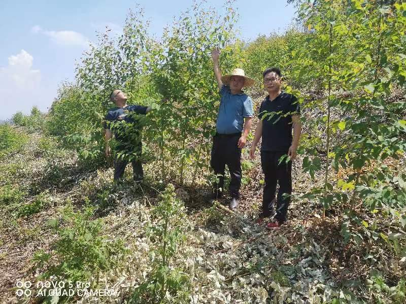 唐治良到鹿寨县四排镇、鹿寨镇林地查抄领导工作