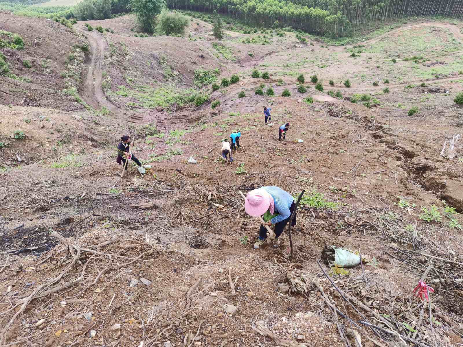 抢抓季节播新绿，，，，，，，，全力推动哺养季