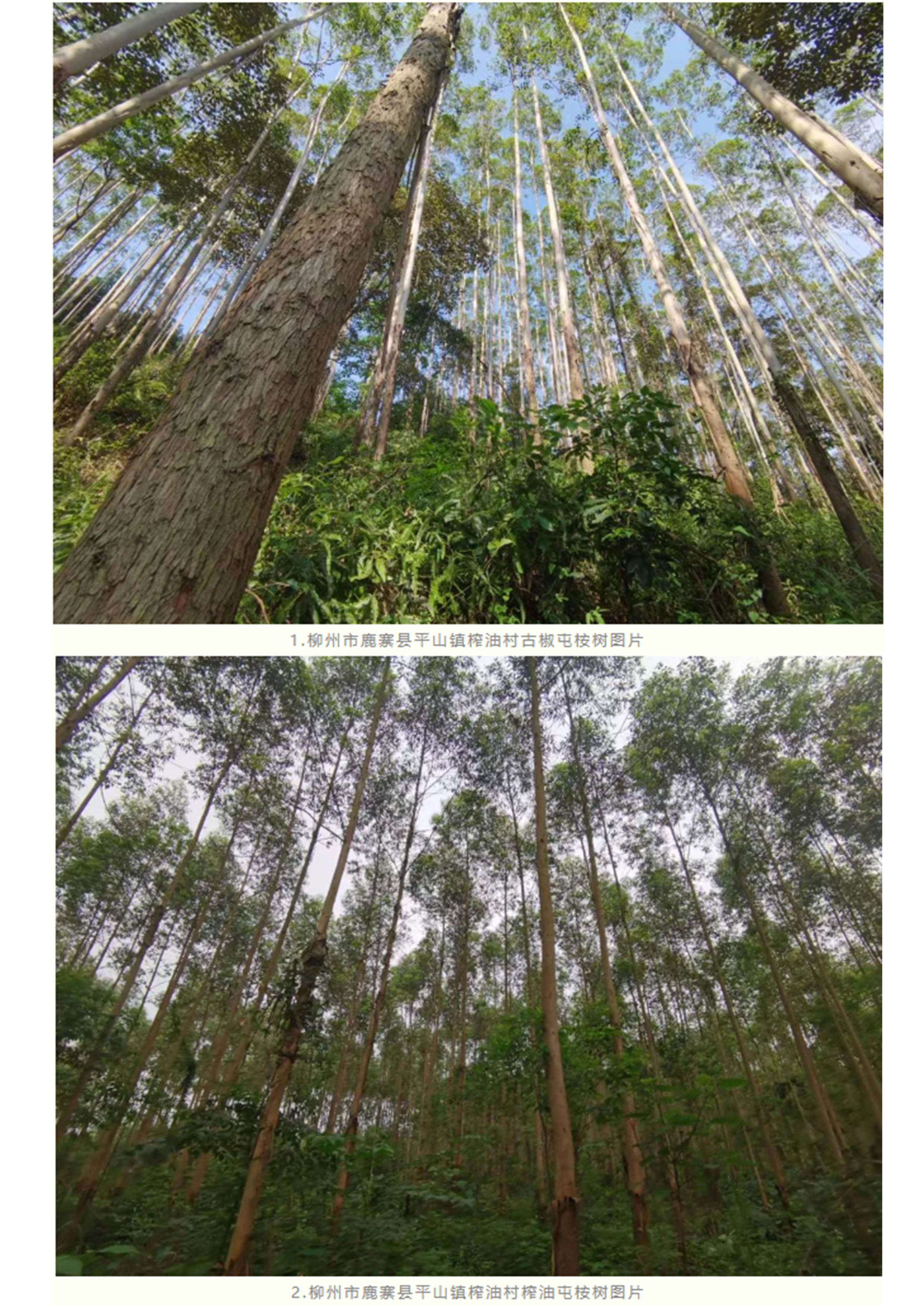 luck18xinli(中国区)-官方网站