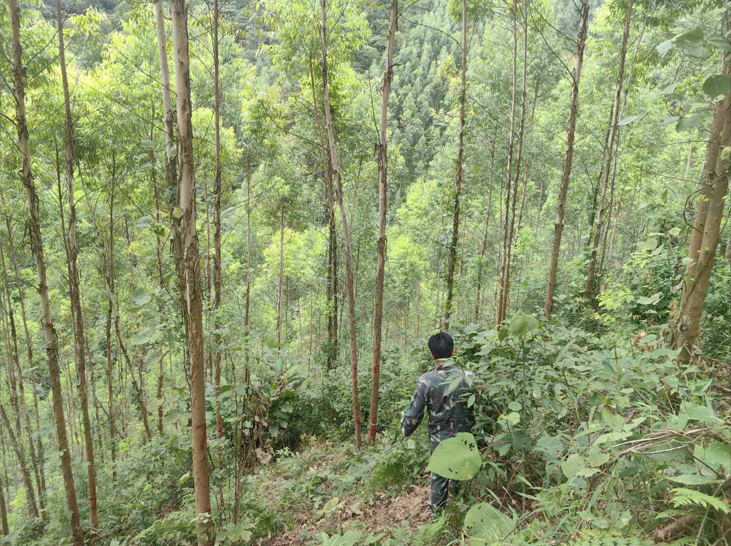 巍巍山岭青山翠，，，，，，守望绿海唬；；；；；娉ぞ