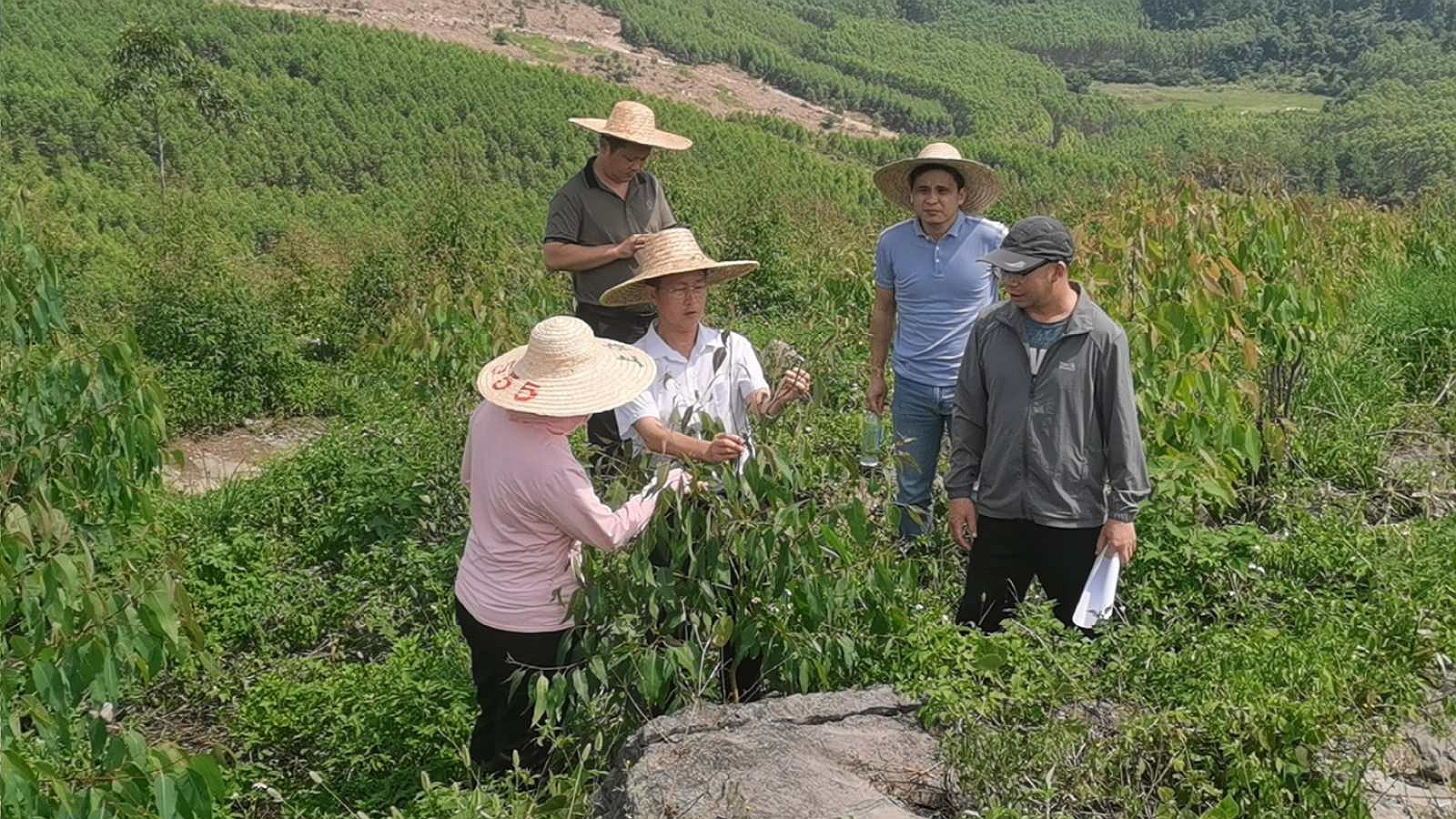 三门江林场副场长肖崇福到luck18xinli集团“双沉”项目新造林地查抄领导工作